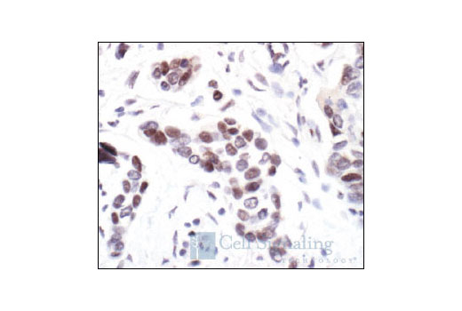 Immunohistochemistry Image 1: Histone Deacetylase 5 (HDAC5) Antibody