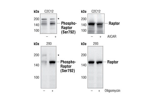 Western Blotting Image 1: Phospho-Raptor (Ser792) Antibody