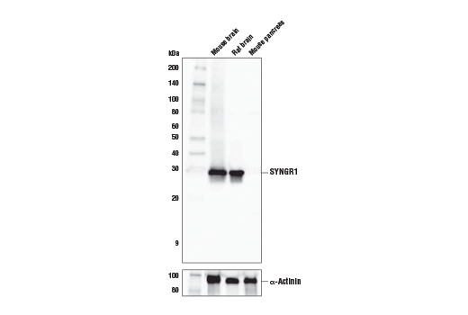 Western Blotting Image 1: SYNGR1 Antibody