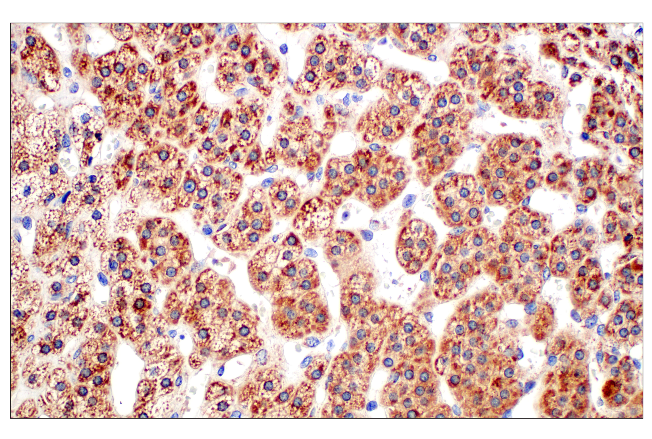 Immunohistochemistry Image 8: Frataxin (F4V2S) Rabbit mAb (BSA and Azide Free)