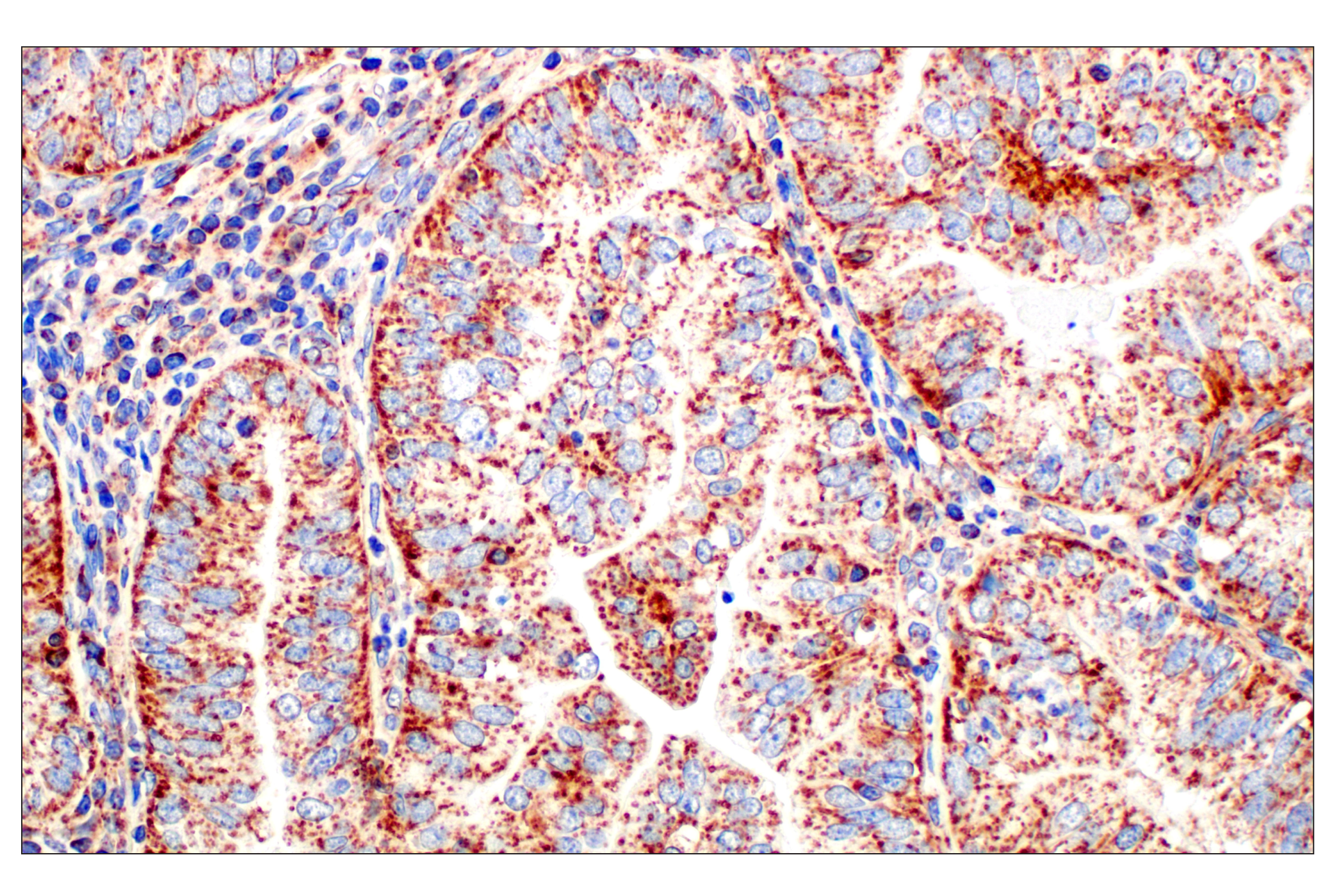 Immunohistochemistry Image 1: Frataxin (F4V2S) Rabbit mAb (BSA and Azide Free)