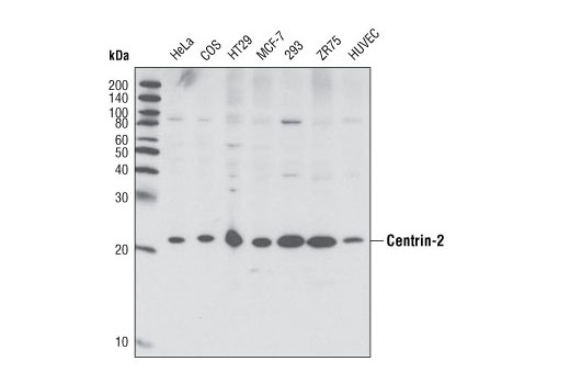 Western Blotting Image 1: Centrin-2 Antibody