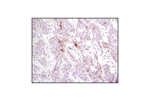 Immunohistochemistry Image 1: SCF (C19H6) Rabbit mAb