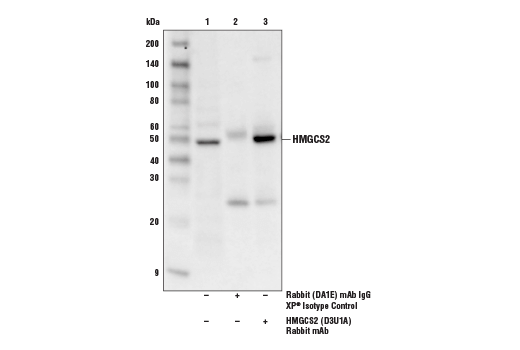 Immunoprecipitation Image 1: HMGCS2 (D3U1A) Rabbit mAb