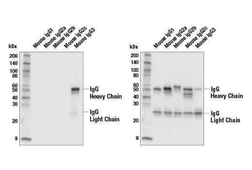 Western Blotting Image 1: Goat Anti-Mouse IgG3 Antibody (Biotin Conjugate)