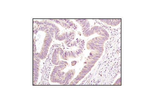 Immunohistochemistry Image 1: eIF2α (L57A5) Mouse mAb