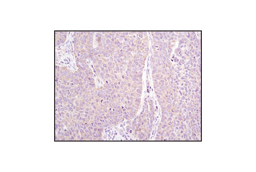 Immunohistochemistry Image 2: eIF2α (L57A5) Mouse mAb