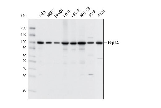 Western Blotting Image 1: Grp94 Antibody