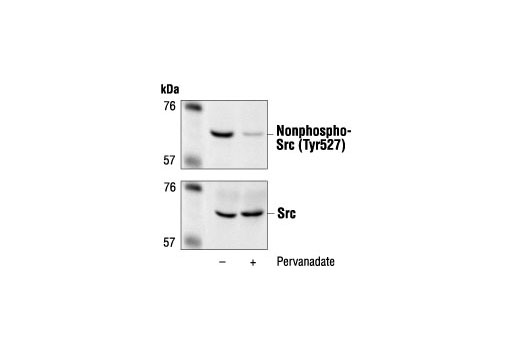 Western Blotting Image 1: Non-phospho-Src (Tyr527) Antibody