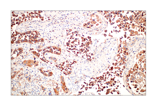 Immunohistochemistry Image 4: Src (36D10) Rabbit mAb