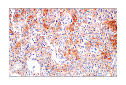 Immunohistochemistry Image 5: Src (36D10) Rabbit mAb (BSA and Azide Free)