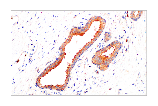Immunohistochemistry Image 9: Src (36D10) Rabbit mAb (BSA and Azide Free)