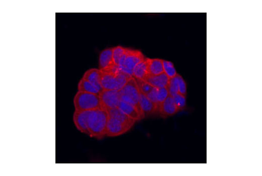 Immunofluorescence Image 2: Src (36D10) Rabbit mAb (BSA and Azide Free)