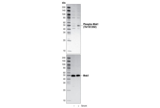 Western Blotting Image 1: Phospho-Mnk1 (Thr197/202) Antibody