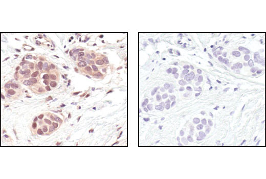 Immunohistochemistry Image 2: GAPDH (14C10) Rabbit mAb
