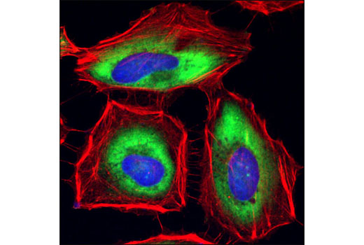 Immunofluorescence Image 1: GAPDH (14C10) Rabbit mAb