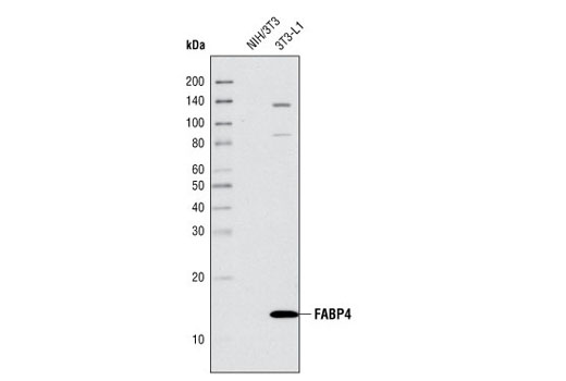 Western Blotting Image 1: FABP4 Antibody