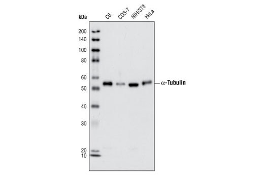Western Blotting Image 1: α-Tubulin (11H10) Rabbit mAb (BSA and Azide Free)