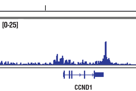 Chromatin Immunoprecipitation Image 1: SRC-3 (5E11) Rabbit mAb