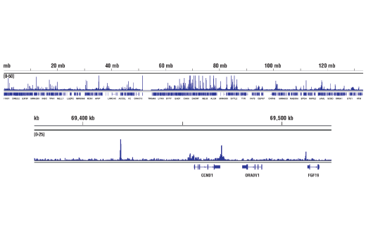 Chromatin Immunoprecipitation Image 2: SRC-3 (5E11) Rabbit mAb