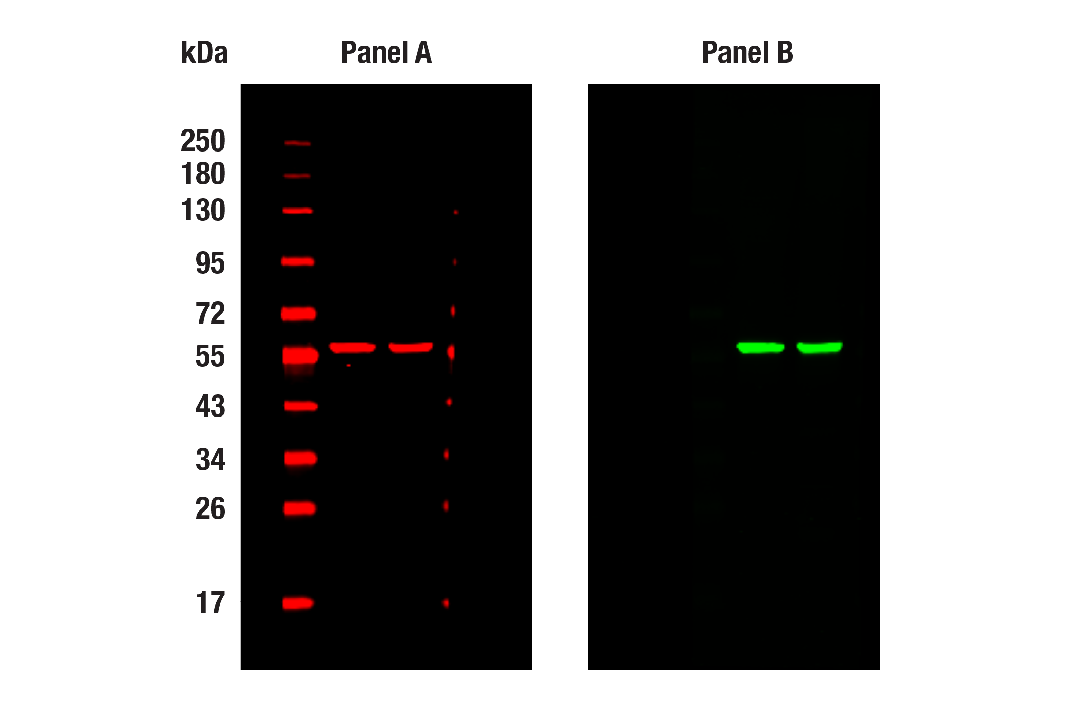 Western Blotting Image 1: beta-Tubulin (9F3) Rabbit Monoclonal Antibody