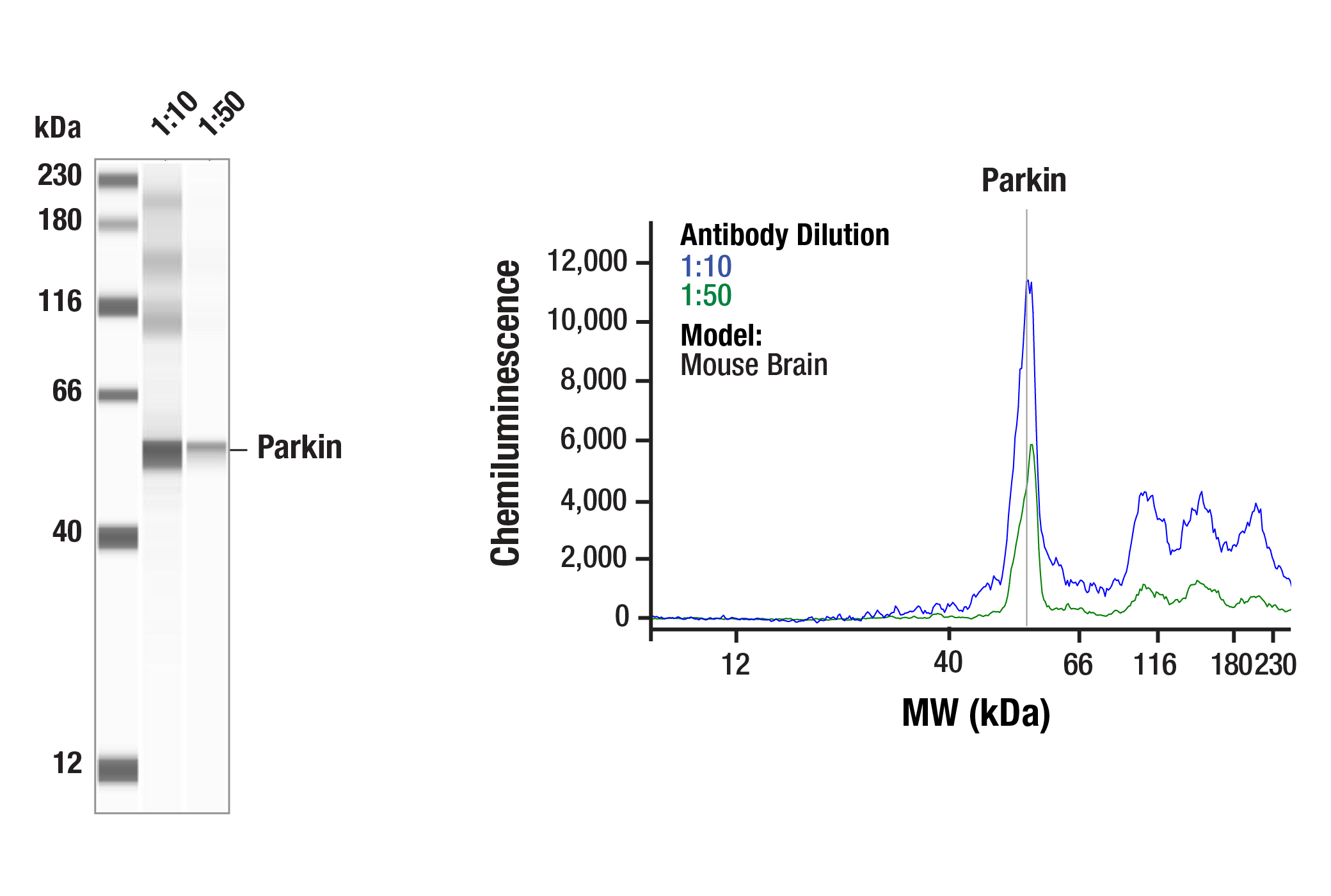 Western Blotting Image 3: Parkin Antibody