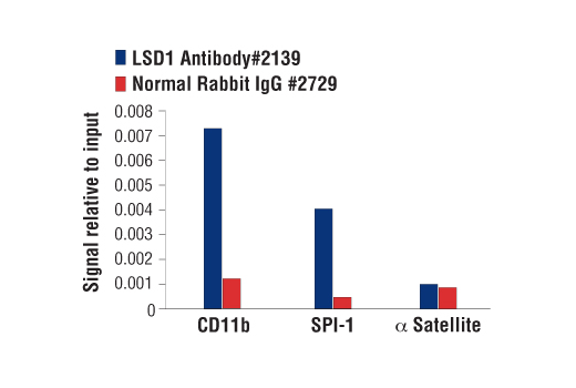 Chromatin Immunoprecipitation Image 1: LSD1 Antibody