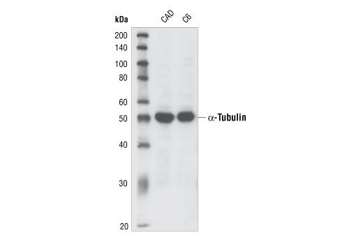 Western Blotting Image 1: α-Tubulin Antibody