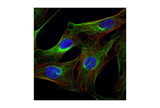 Immunofluorescence Image 1: α-Tubulin Antibody