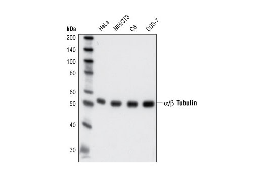 Western Blotting Image 1: α/β-Tubulin Antibody