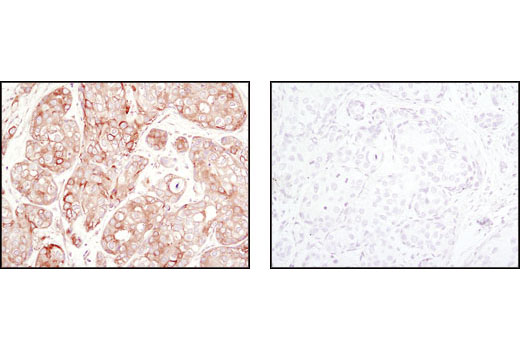 Immunohistochemistry Image 4: α/β-Tubulin Antibody