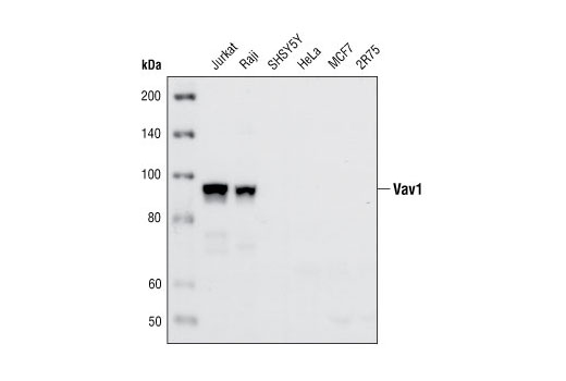 Western Blotting Image 1: Vav1 (R775) Antibody
