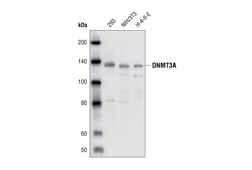 Western Blotting Image 1: DNMT3A Antibody