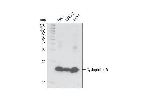 Western Blotting Image 1: Cyclophilin A Antibody