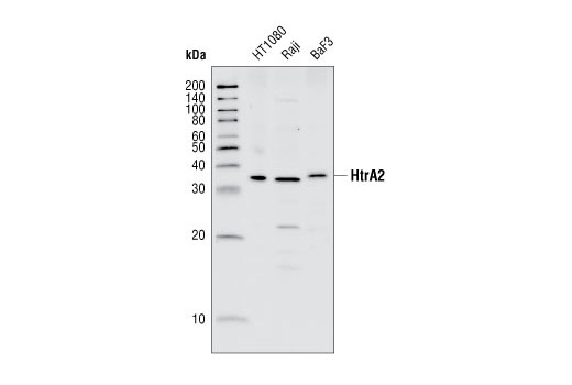 Western Blotting Image 1: HtrA2 Antibody
