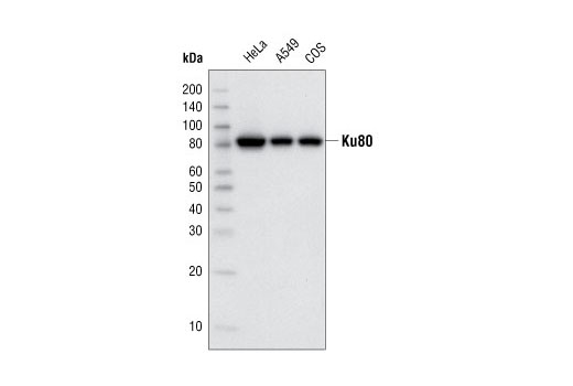  Image 3: Non-Homologous End Joining (NHEJ) DNA Repair Antibody Sampler Kit