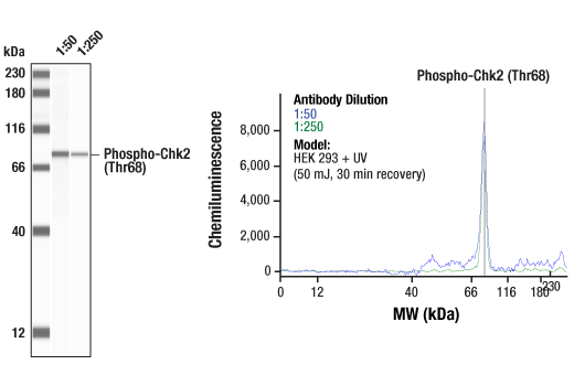 Image 1: PhosphoPlus® Chk2 (Thr68) Antibody Duet