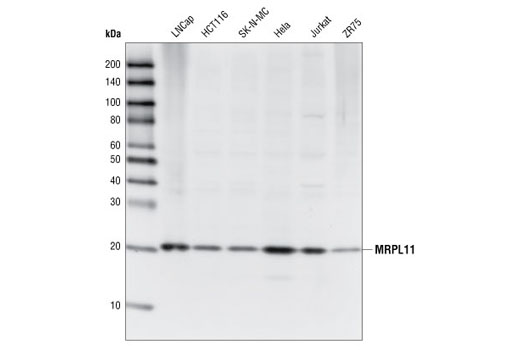 Western Blotting Image 1: MRPL11 Antibody