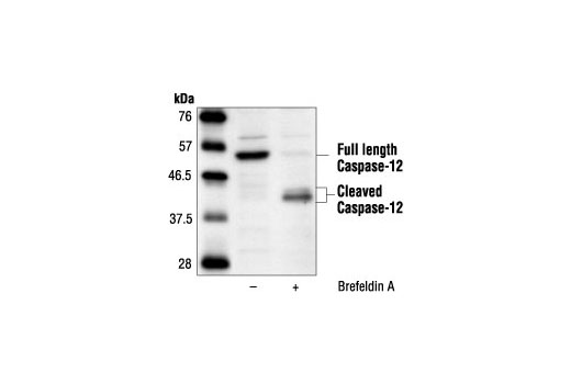 Western Blotting Image 1: Caspase-12 Antibody