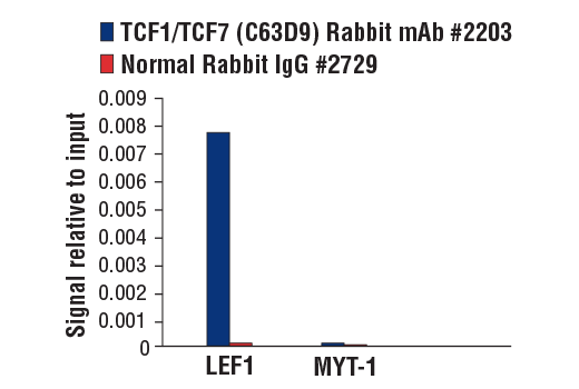 Chromatin Immunoprecipitation Image 1: TCF1/TCF7 (C63D9) Rabbit mAb