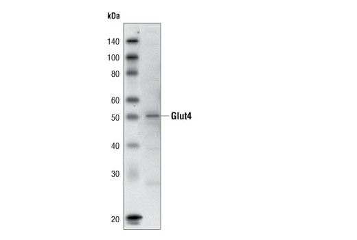 Western Blotting Image 1: Glut4 (1F8) Mouse mAb