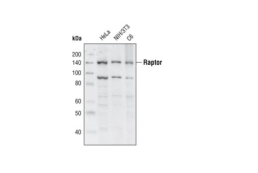 Western Blotting Image 1: Raptor (W990) Antibody