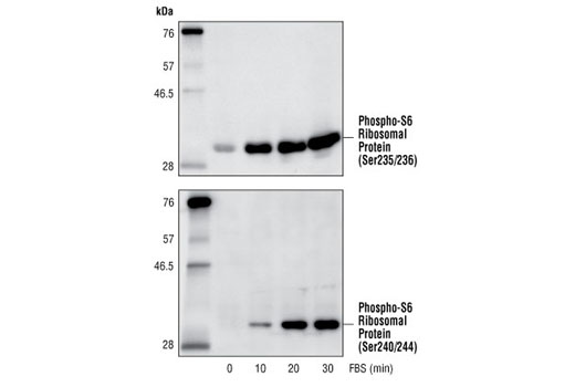 Western Blotting Image 1: Phospho-S6 Ribosomal Protein (Ser240/244) Antibody