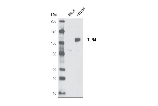 Western Blotting Image 1: Toll-like Receptor 4 Antibody (Rodent Specific)