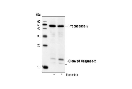 Western Blotting Image 1: Caspase-2 (C2) Mouse mAb