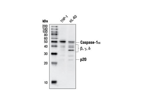 Western Blotting Image 1: Caspase-1 Antibody