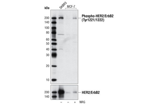 Western Blotting Image 1: Phospho-HER2/ErbB2 (Tyr1221/1222) Antibody
