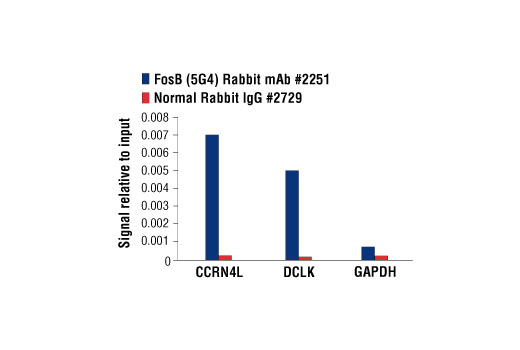 Chromatin Immunoprecipitation Image 1: FosB (5G4) Rabbit mAb