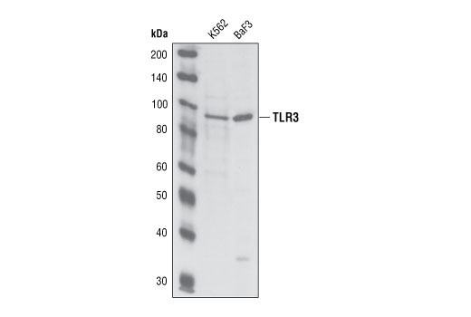 Western Blotting Image 1: Toll-like Receptor 3 Antibody