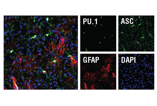Immunofluorescence Image 1: PU.1 (9G7) Rabbit mAb (BSA and Azide Free)